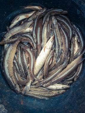 Bir balıkçı tema arka plan