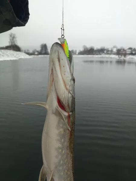 Pesca de lucio en el lago. Recreo de pesca — Foto de Stock