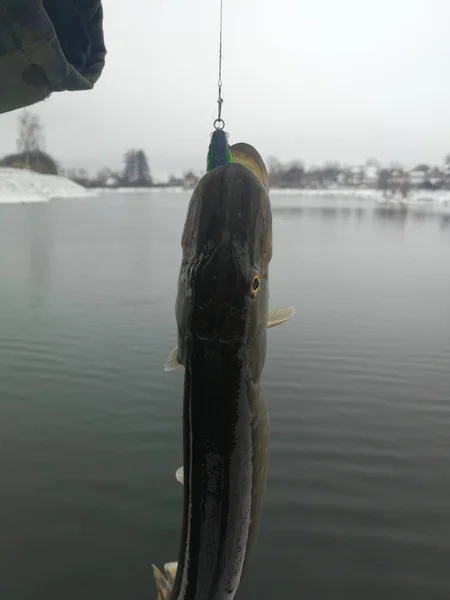 Pesca de lucio en el lago. Recreo de pesca — Foto de Stock