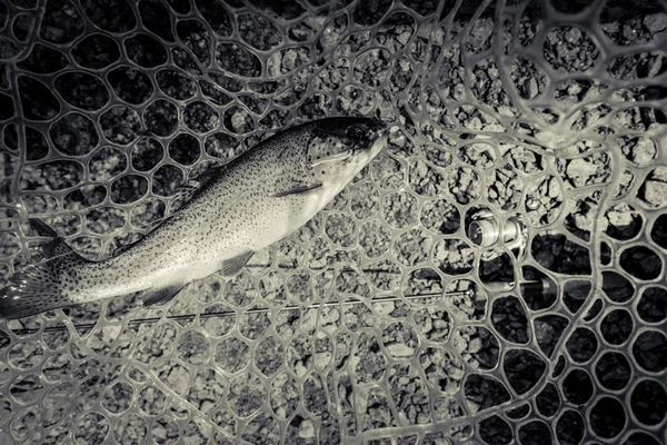 Area Fishing Trout Close — Stock Photo, Image