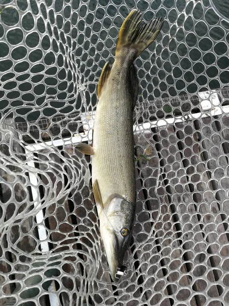 Pike fishing on the lake. Fishing recreation — Stock Photo, Image