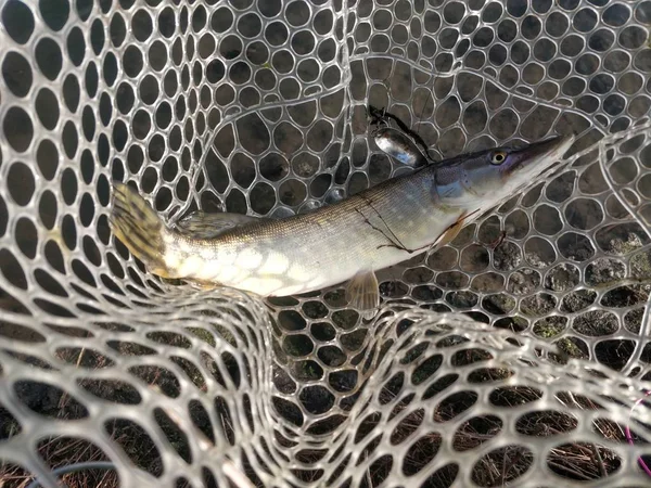 Pesca Del Luccio Sul Lago — Foto Stock