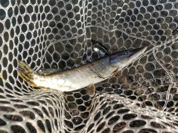 Pesca Lúcio Lago — Fotografia de Stock