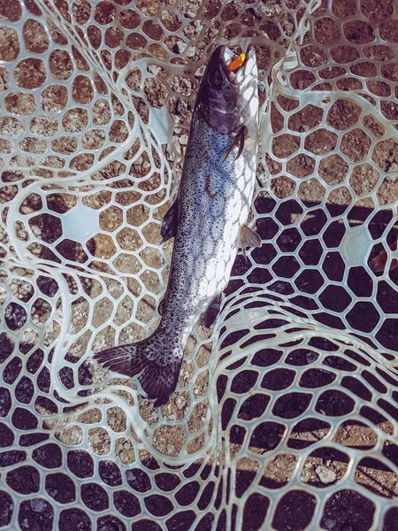Balık tutma. Balıkçı ve alabalık. — Stok fotoğraf