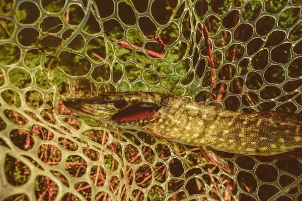 Buen Pasatiempo Pesca Captura — Foto de Stock