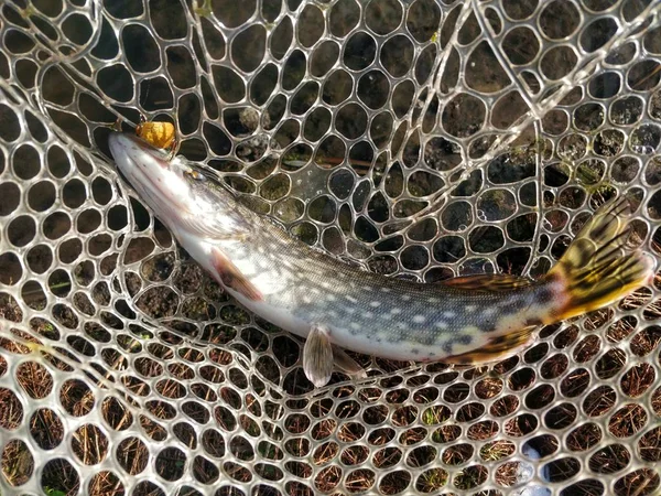 Pesca Del Luccio Sul Lago — Foto Stock