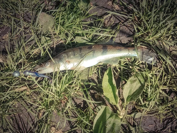 Zander Pêche Sur Rivière — Photo