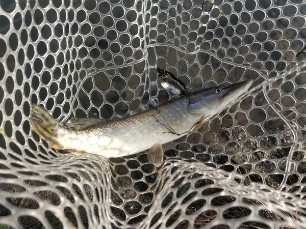 Pesca Lúcio Lago — Fotografia de Stock