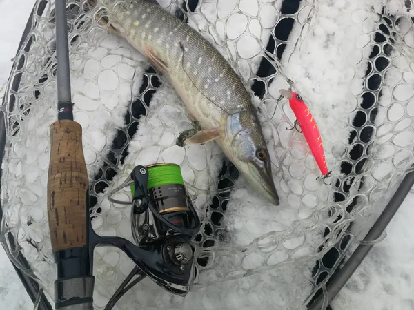 Pesca de lucio en el lago. Recreo de pesca —  Fotos de Stock