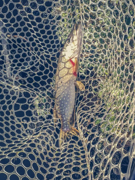 Pesca de lucio en el lago. Recreo de pesca — Foto de Stock