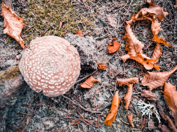 Edible fly agaric — стоковое фото