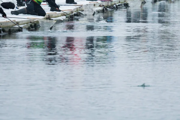 Trout fishing on the lake. Fishing recreation — Stock Photo, Image