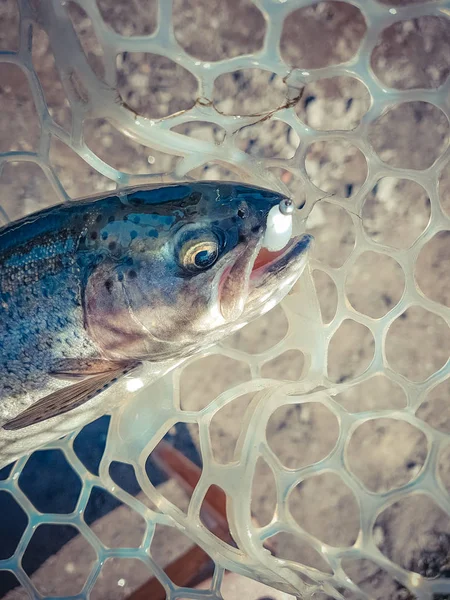 Pesca. Pescatore e trota . — Foto Stock