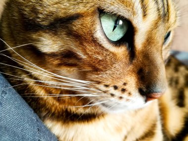 ışık yeşil gözlü büyük Bengal kedi