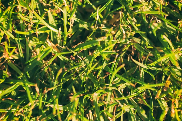 Background of green grass — Stock Photo, Image