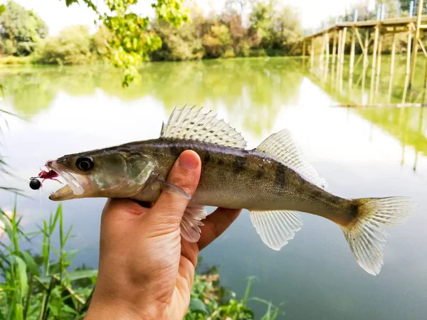 Fångad fisk i en hand på en sjö — Stockfoto