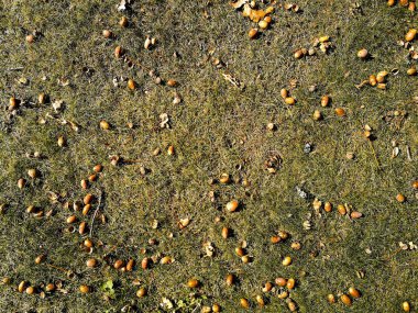 çim üzerinde meşe palamudu