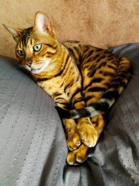 iri gözlü güzel Bengalli kedi