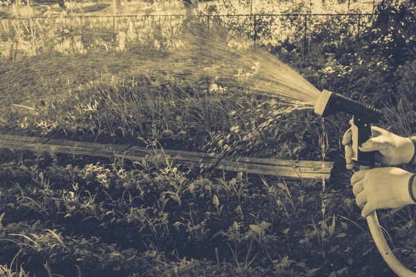 Gemüse im Garten gießen — Stockfoto