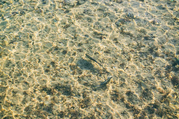 Piedras en agua clara y peces —  Fotos de Stock