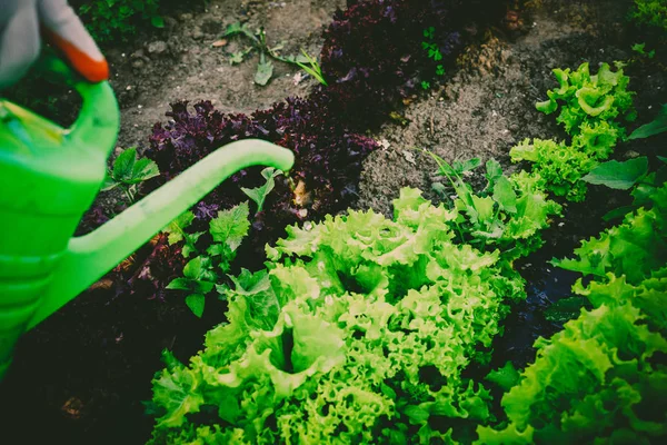 Teelt van groenten, verzorging van de bedden — Stockfoto