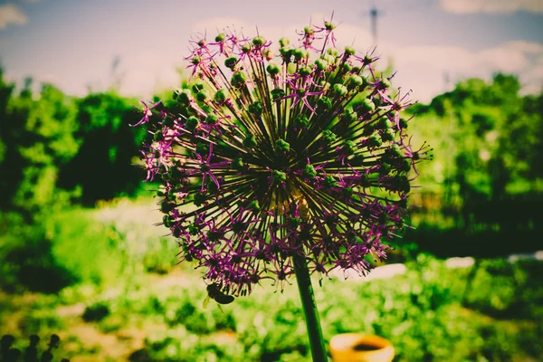 Beautiful garden in the countryside — Stock Photo, Image