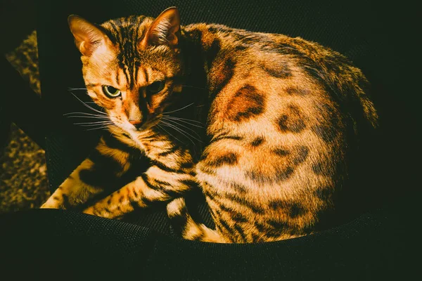 Koltukta oynarken Bengal kedisi — Stok fotoğraf