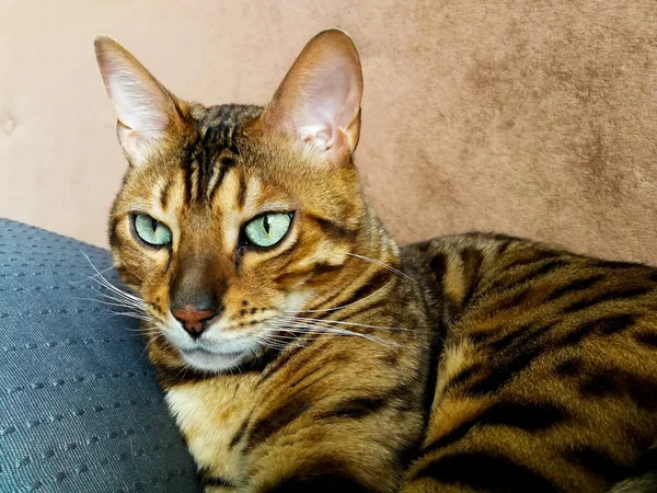Hermoso gato bengalí con grandes ojos — Foto de Stock