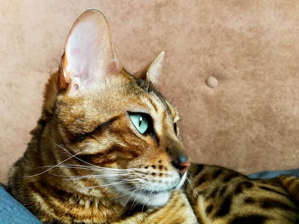 big Bengal cat with light green eyes