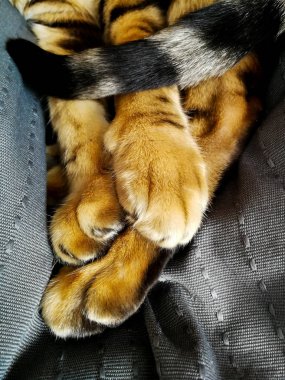 Bengal kedinin pençeleri