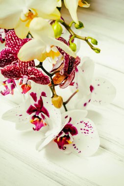 Ahşap beyaz zemin üzerine güzel çiçekler