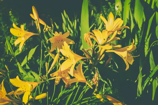 Krásné letní zahrada a květiny — Stock fotografie