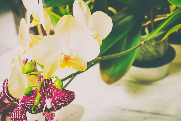 Vackra blommor på en trä vit bakgrund — Stockfoto