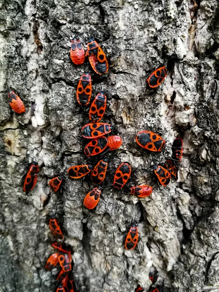 Coléoptères rouges sur l'écorce d'un arbre — Photo