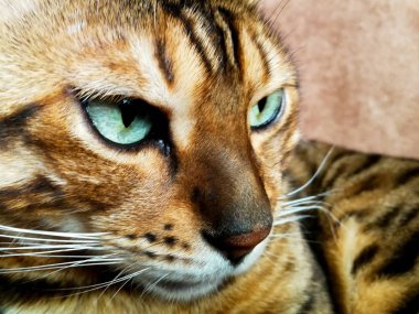 iri gözlü güzel Bengalli kedi