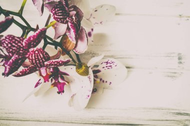 Ahşap arka plan üzerinde orkide