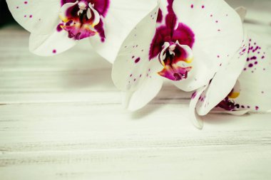 Ahşap arka plan üzerinde orkide