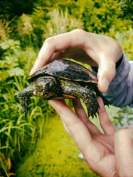 Болотная черепаха в руках — стоковое фото