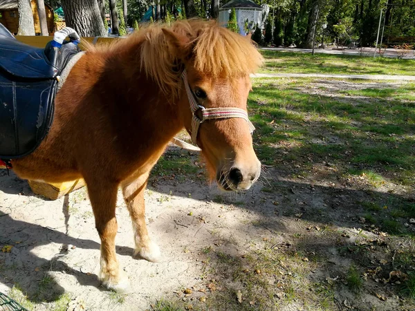 Pony op het gazon in de zomer — Stockfoto