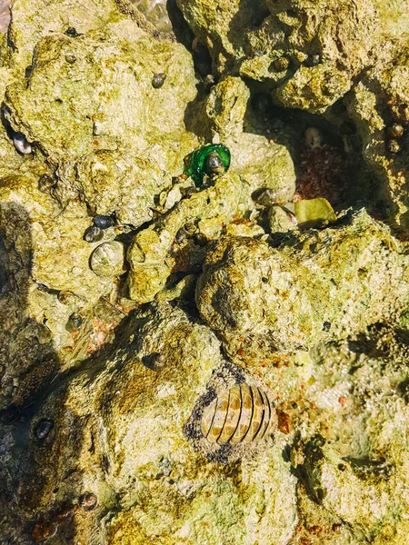 Muschel auf dem Felsen — Stockfoto