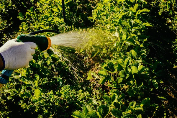 Gartenbewässerung — Stockfoto