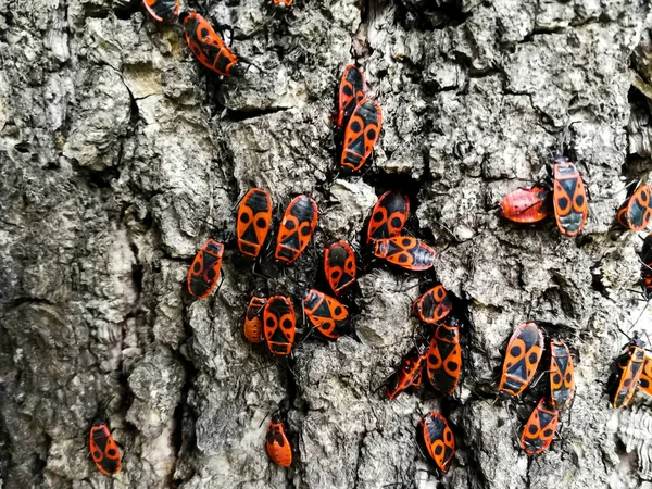 木の樹皮の赤いカブトムシ — ストック写真