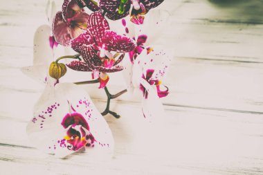 Ahşap beyaz zemin üzerine güzel çiçekler