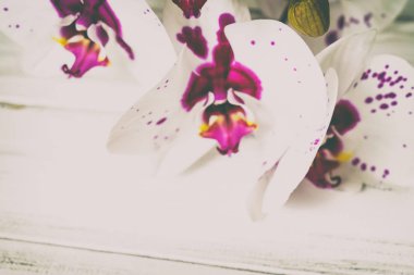 Ahşap arka plan üzerinde orkide