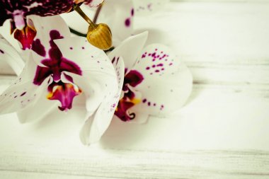 Ahşap arka plan üzerinde orkide