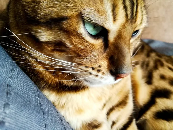 Όμορφη Βεγγαλικό γάτα με μεγάλα μάτια — Φωτογραφία Αρχείου