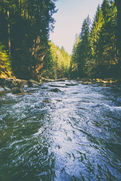 Magnificent mountain river and forest landscape — Stock Photo, Image