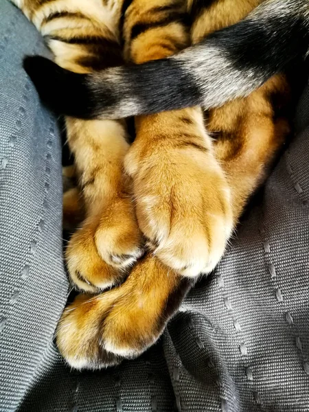 Patas de um gato de Bengala — Fotografia de Stock