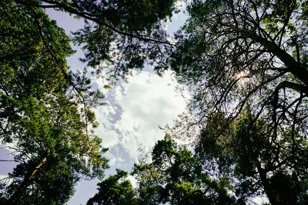 Schöne Park-Natur — Stockfoto