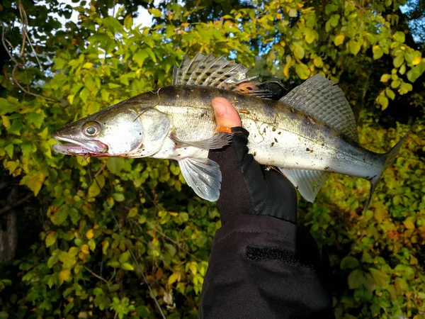 Рыбалка Zander — стоковое фото